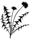 Dandilion