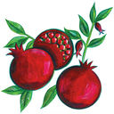 Detail of fruit for Adina label