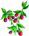 Detail of fruit for Adina label