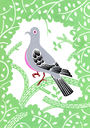 Mourning Dove