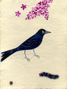 Grackle