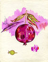 Botanical Pomegranate